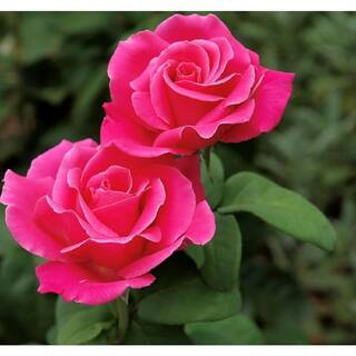 Pure Beauty Farms Pink Packaged Rose #1 Grade Fragrant Mache in 3.5 in. x 12 in. Plastic Package BOPIS4546