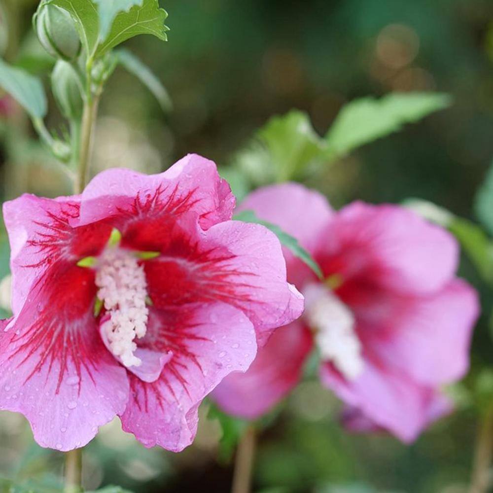 PROVEN WINNERS 2 Gal. Red Pillar Rose of Sharon (Hibiscus) Shrub with Dark Pink Flowers with Red Centers 17624