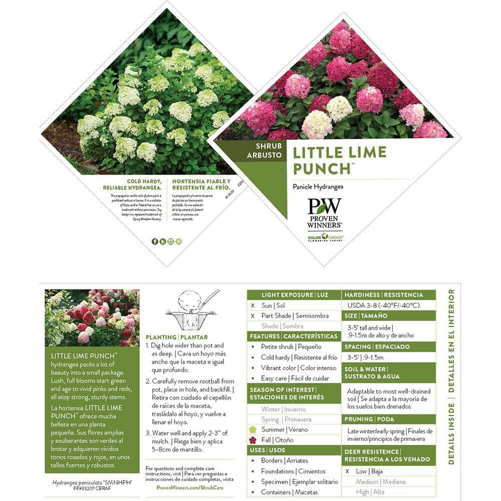 PROVEN WINNERS 2 Gal. Little Lime Punch Hydrangea Shrub with White Green and Pink Bloom 18142