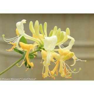 PROVEN WINNERS 1 Gal. Scentsation Honeysuckle (Lonicera) Live Vine Shrub with Yellow Flowers and Red Berries LONPRC1006101