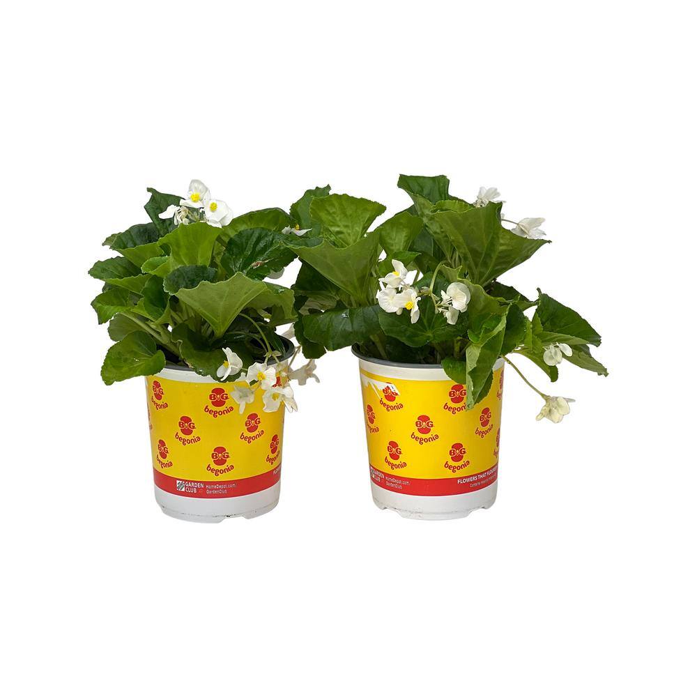 Pure Beauty Farms 2.5 qt. Big Begonia Plant Green Leaf White Flower in Grower's Pot (2-Pack) DC1GBIGBEGGLW2