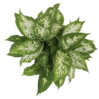 Vigoro Dieffenbachia Indoor Plant in 6 in. White Ribbed Plastic Decor Planter Avg. Shipping Height 1-2 ft. Tall (2-Pack) CO.DIEF.3.VI.WH