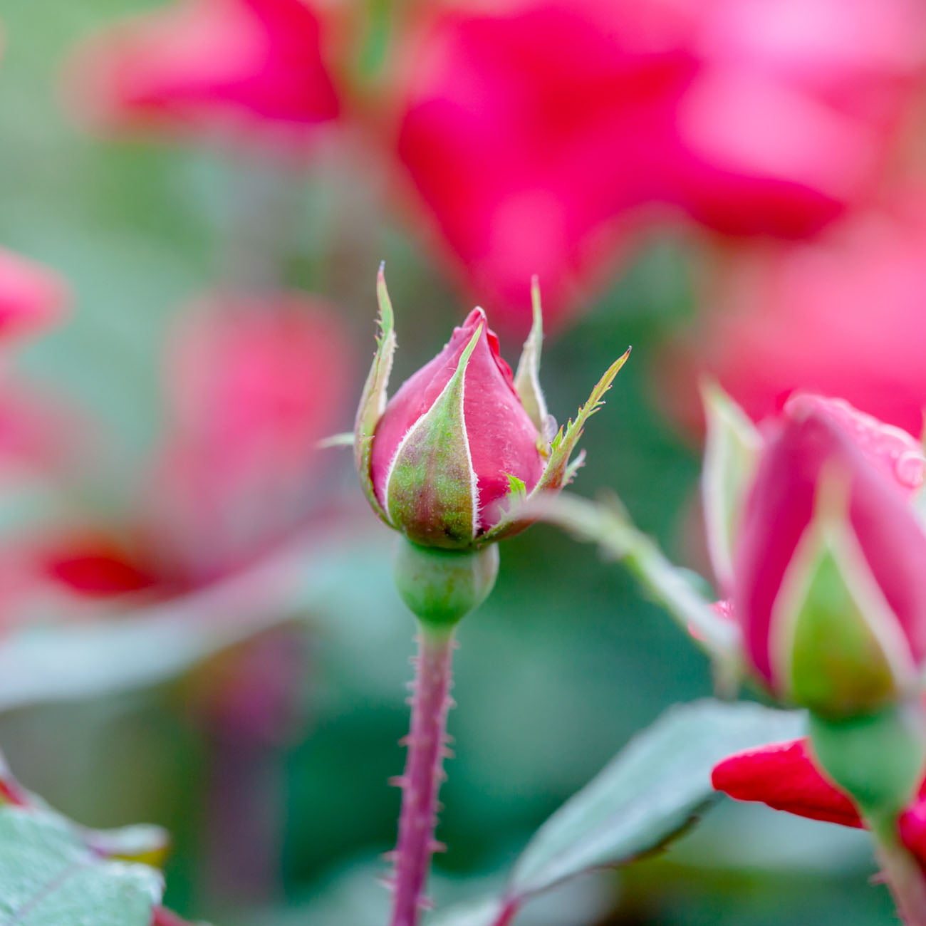 1 Gal. Double Red Knock Out Rose Bush - Reblooming Disease Resistant Landscape Shrub