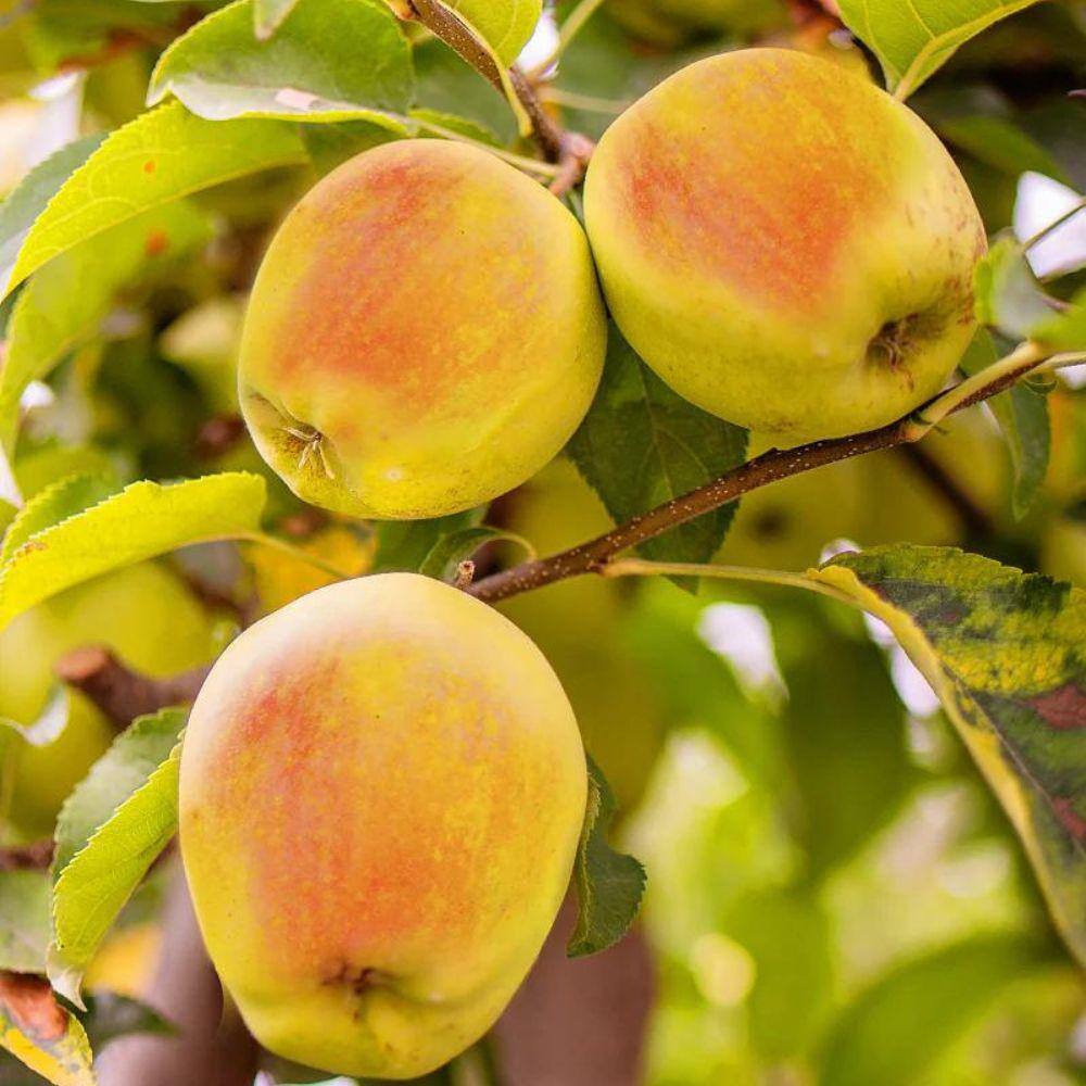 Southern Living 1 gal. Candy Crisp Apple Tree APPCAN01G