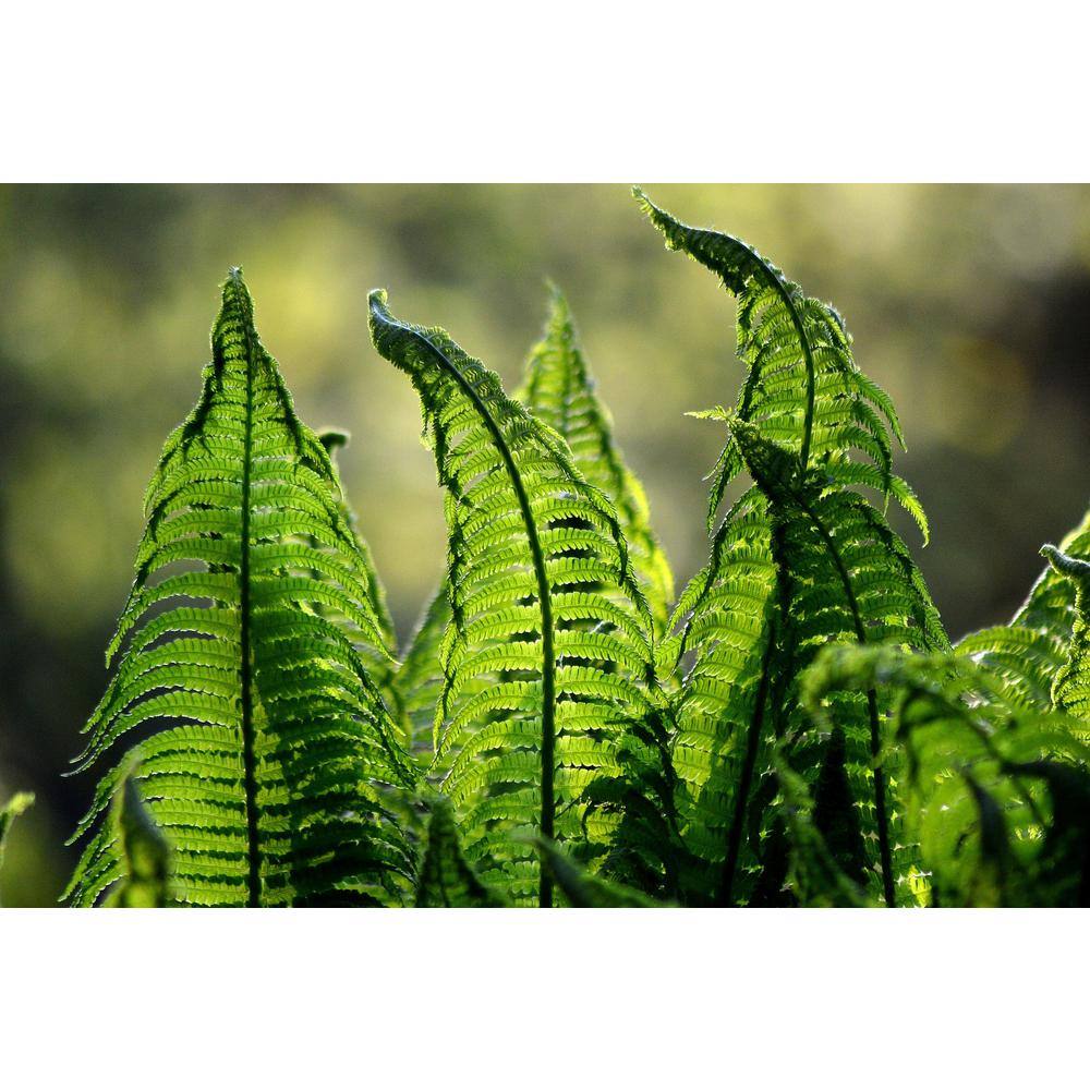 Online Orchards 1 Gal. Male Fern Shrub Excellent Lowgrowing and Shade Loving Perennial SBFR002