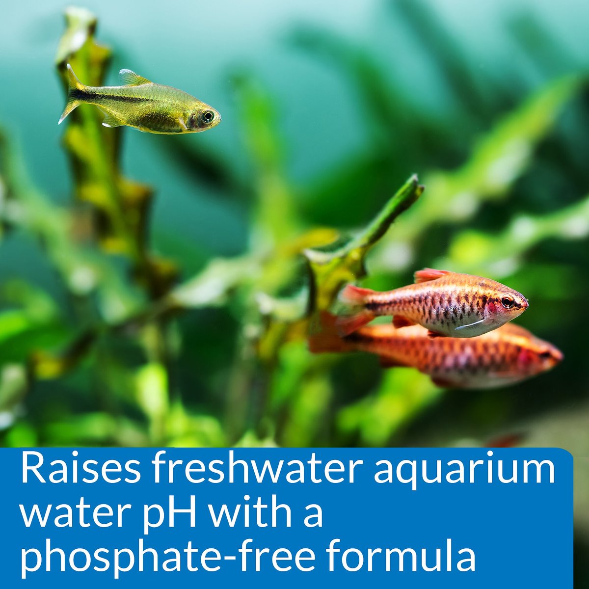 API pH Up Freshwater Aquarium Water Treatment