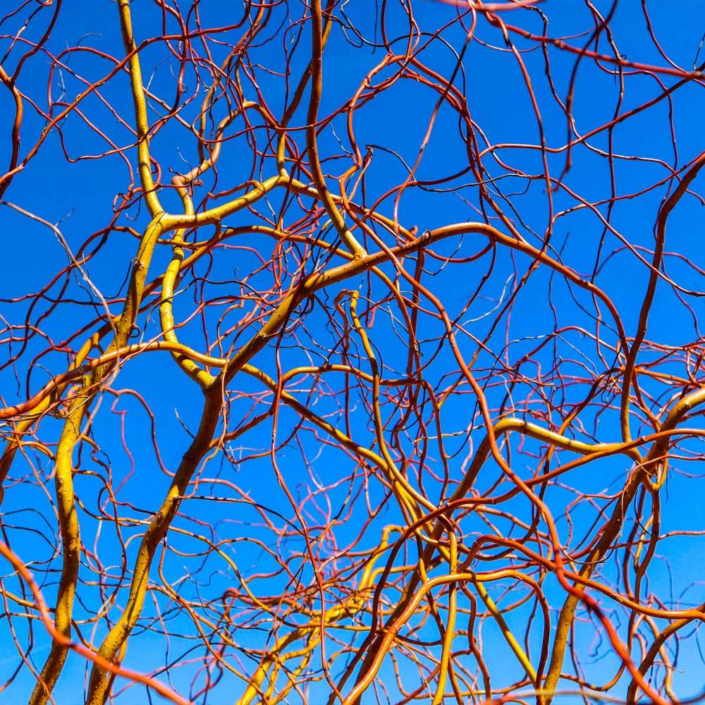 Corkscrew Willow Tree