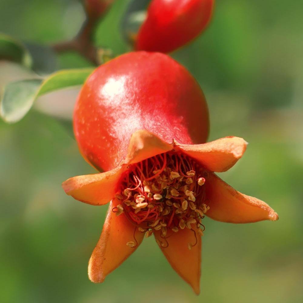 national PLANT NETWORK 2.5 Qt. Dwarf Pomegranate Punica Granatum Plant With Orange Blooms in Grower Pot HD7225