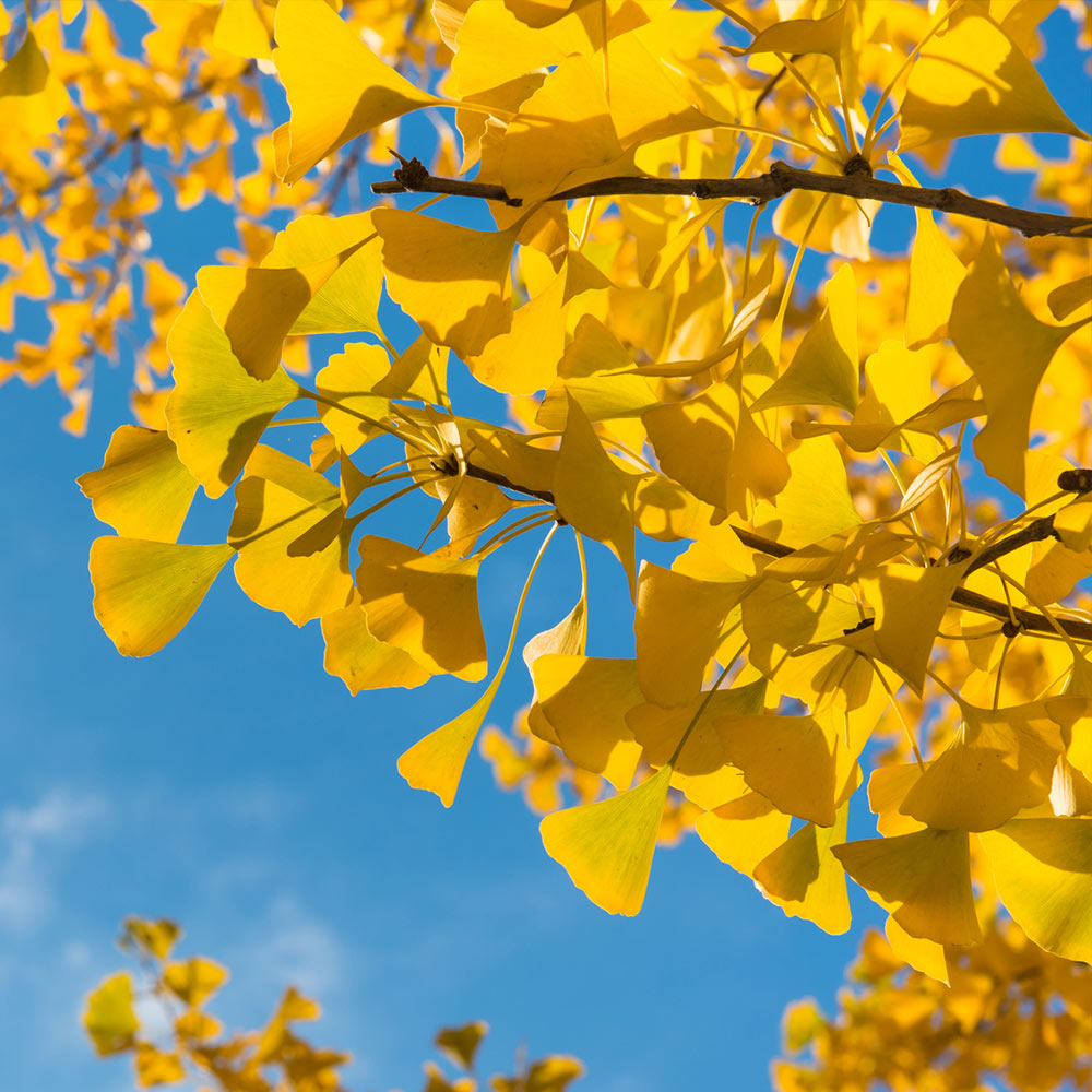 Ginkgo Tree