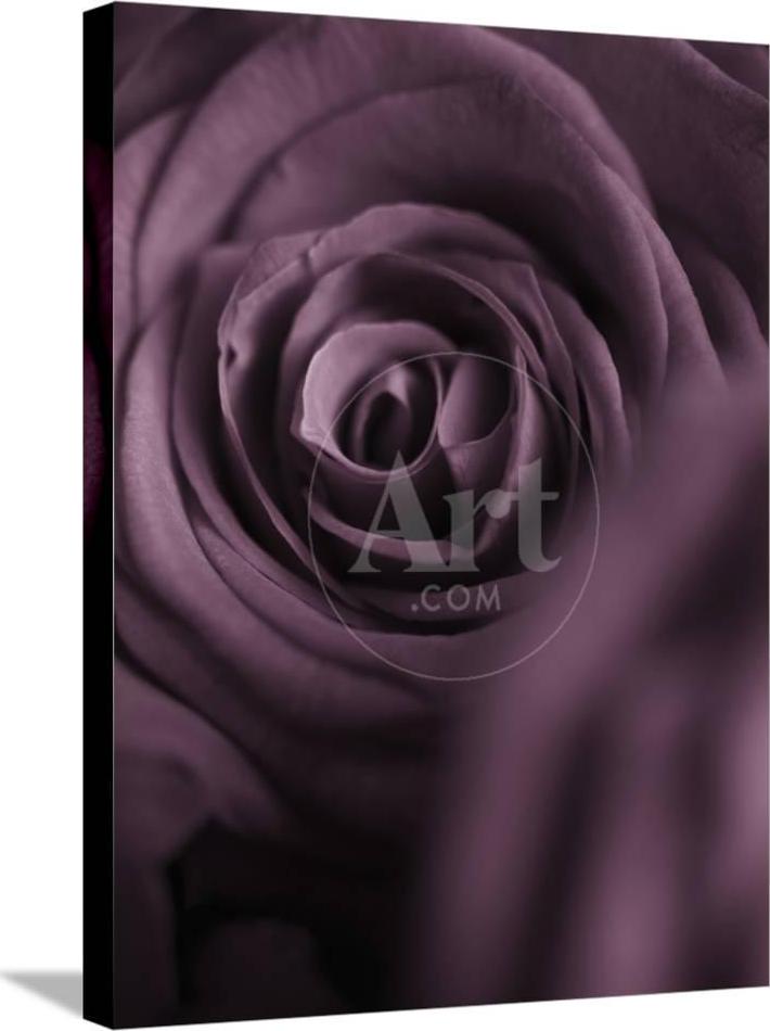 Deep Purple Rose， Botanical Stretched Canvas Wall Art by Clive Nichols Sold by ArtCom