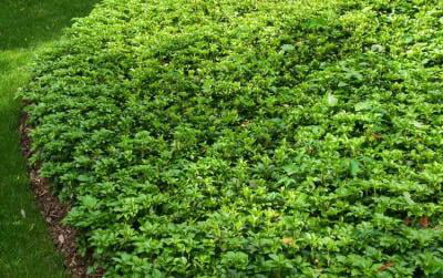 Classy Groundcovers - Japanese Spurge  {54 Pots - 2 1/2 inch Square}