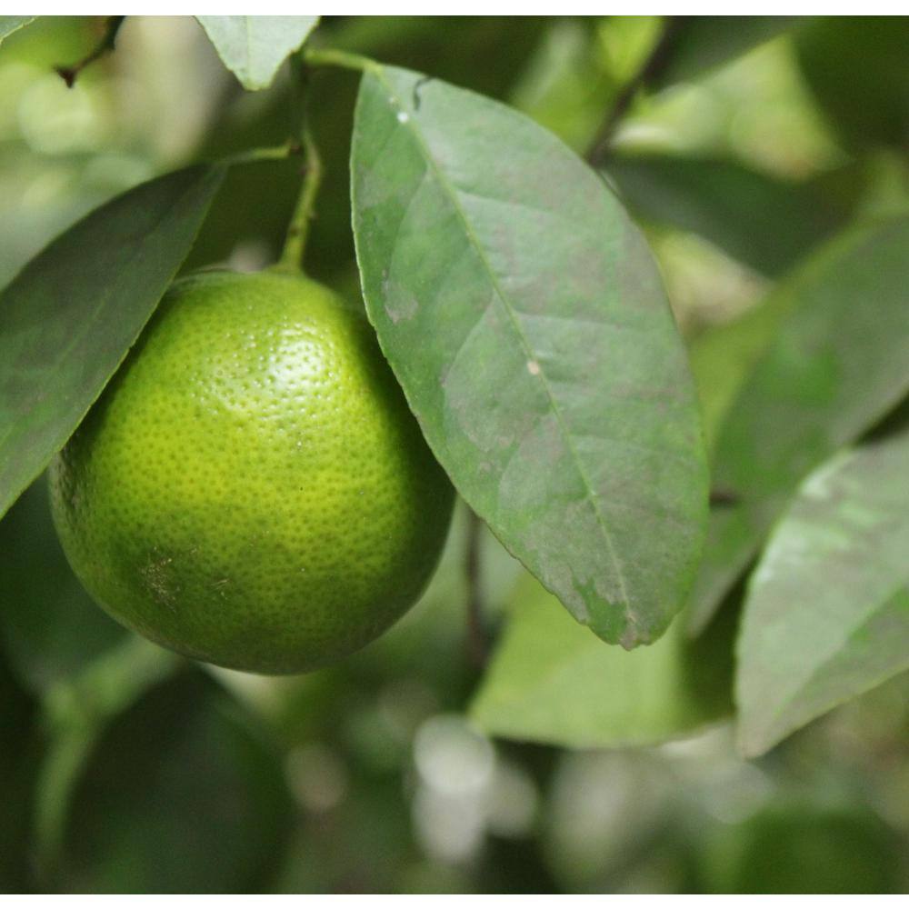 Alder  Oak 3 Gal. Thornless Mexican Key Lime Evergreen Tree THLI03
