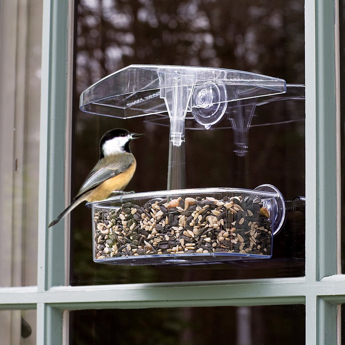 Droll Yankees Observer Window Bird Feeder， 7-in