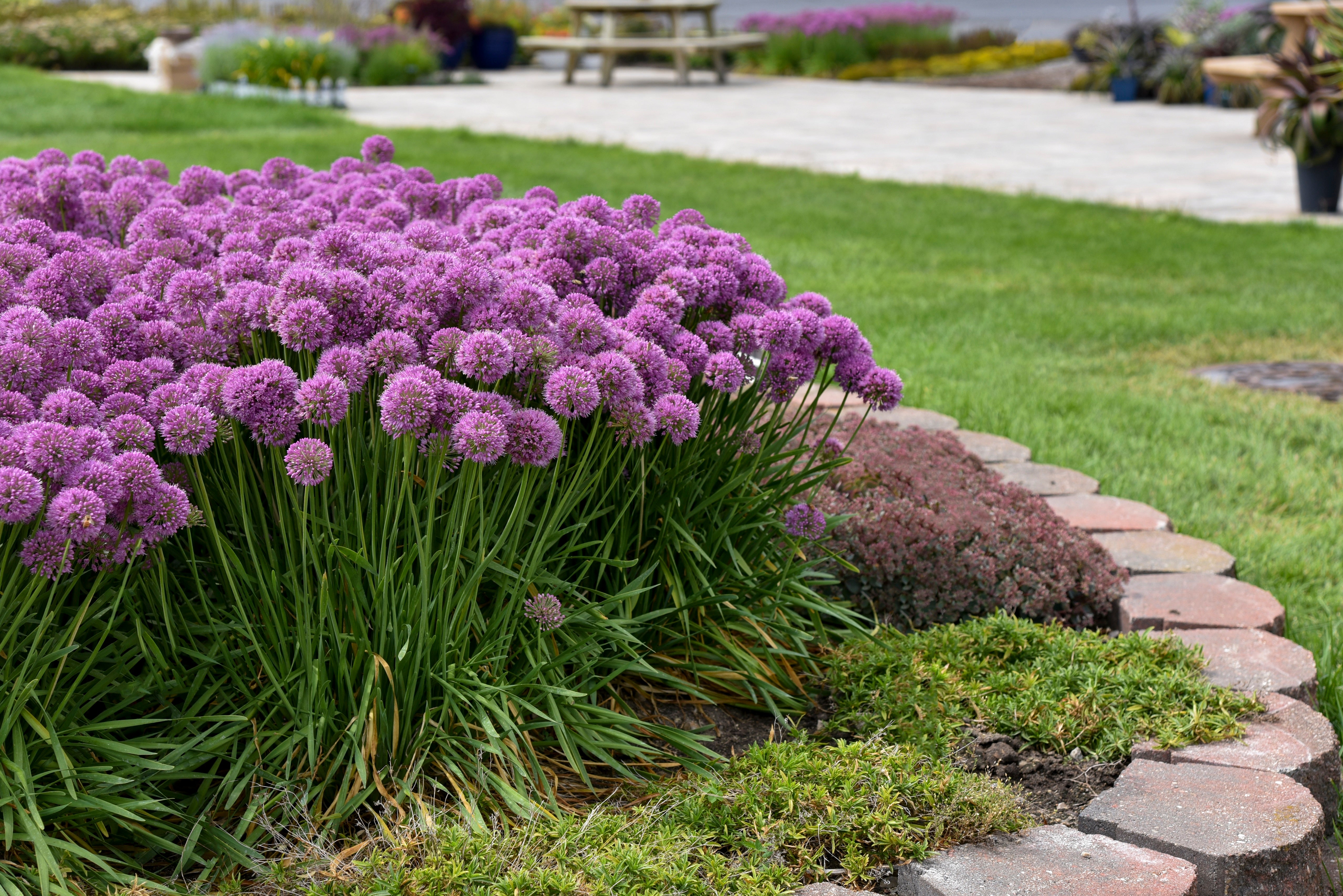 0.65， Proven Winners，  'Serendipity' Ornamental Onion (Allium)， Purple Flowers， Grower Pot