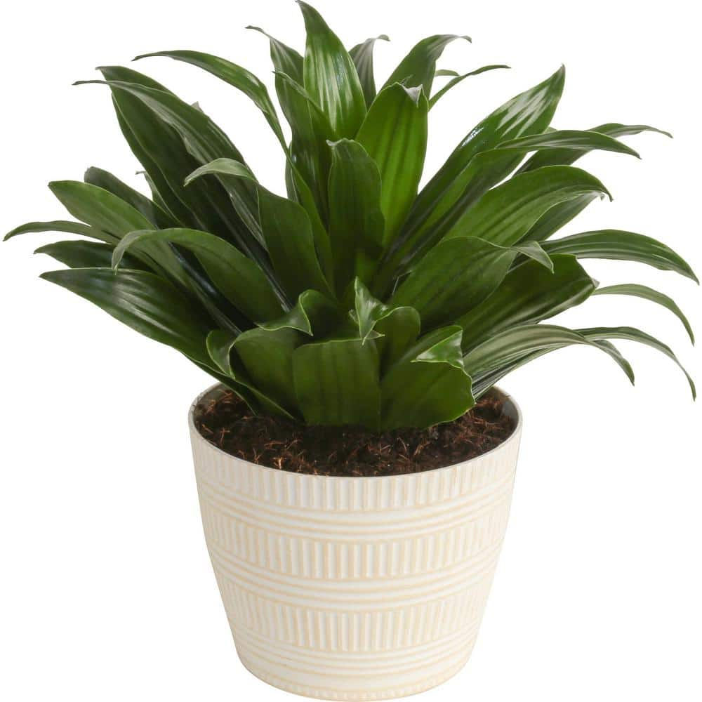 Costa Farms Grower's Choice Dracaena Indoor Plant in 6 in. White Pot Average Shipping Height 1-2 ft. Tall CO.JC06.3.CYL