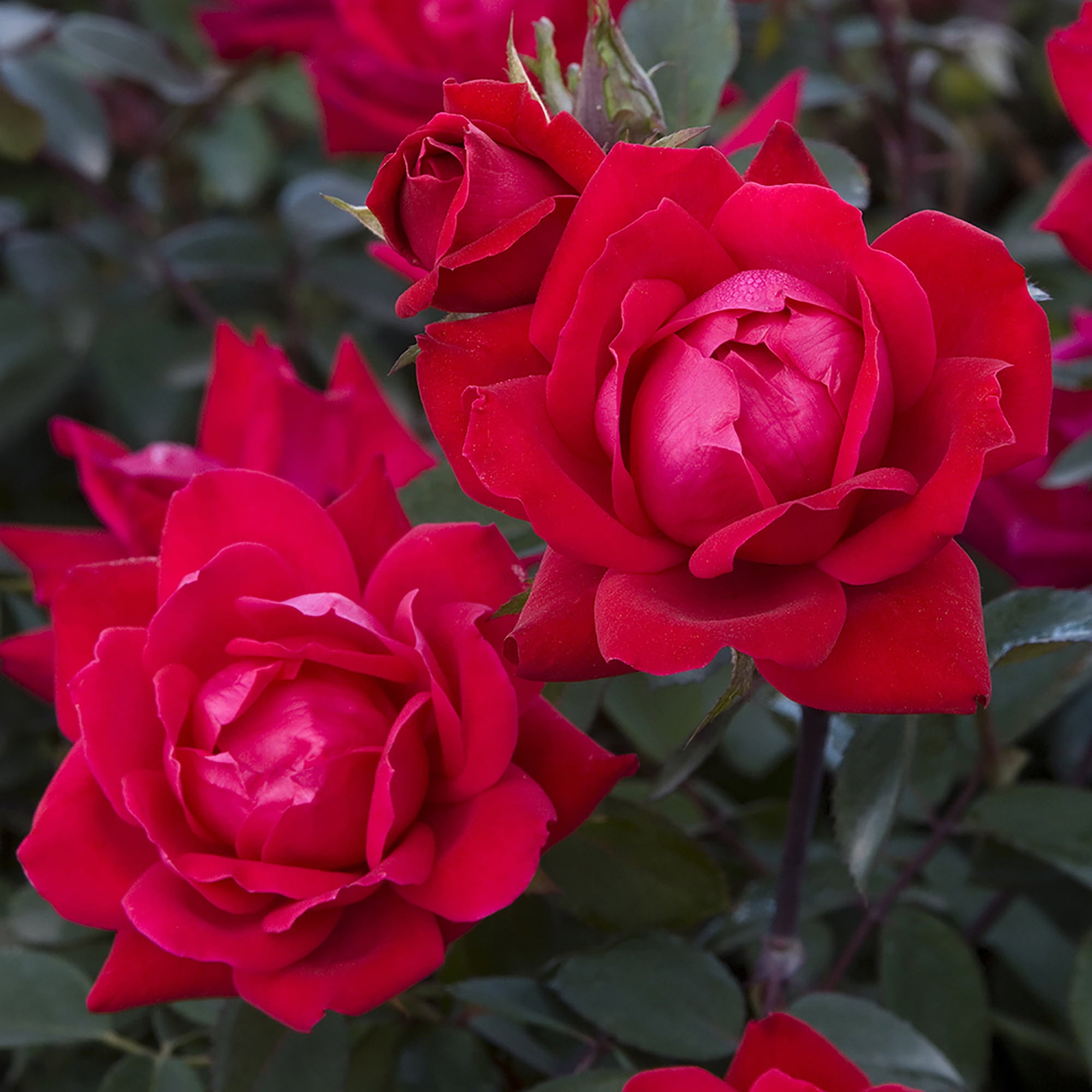 The Red Double Knock Out® Rose Live Shrubs with Vibrant Red Blooms (2 Gallon)