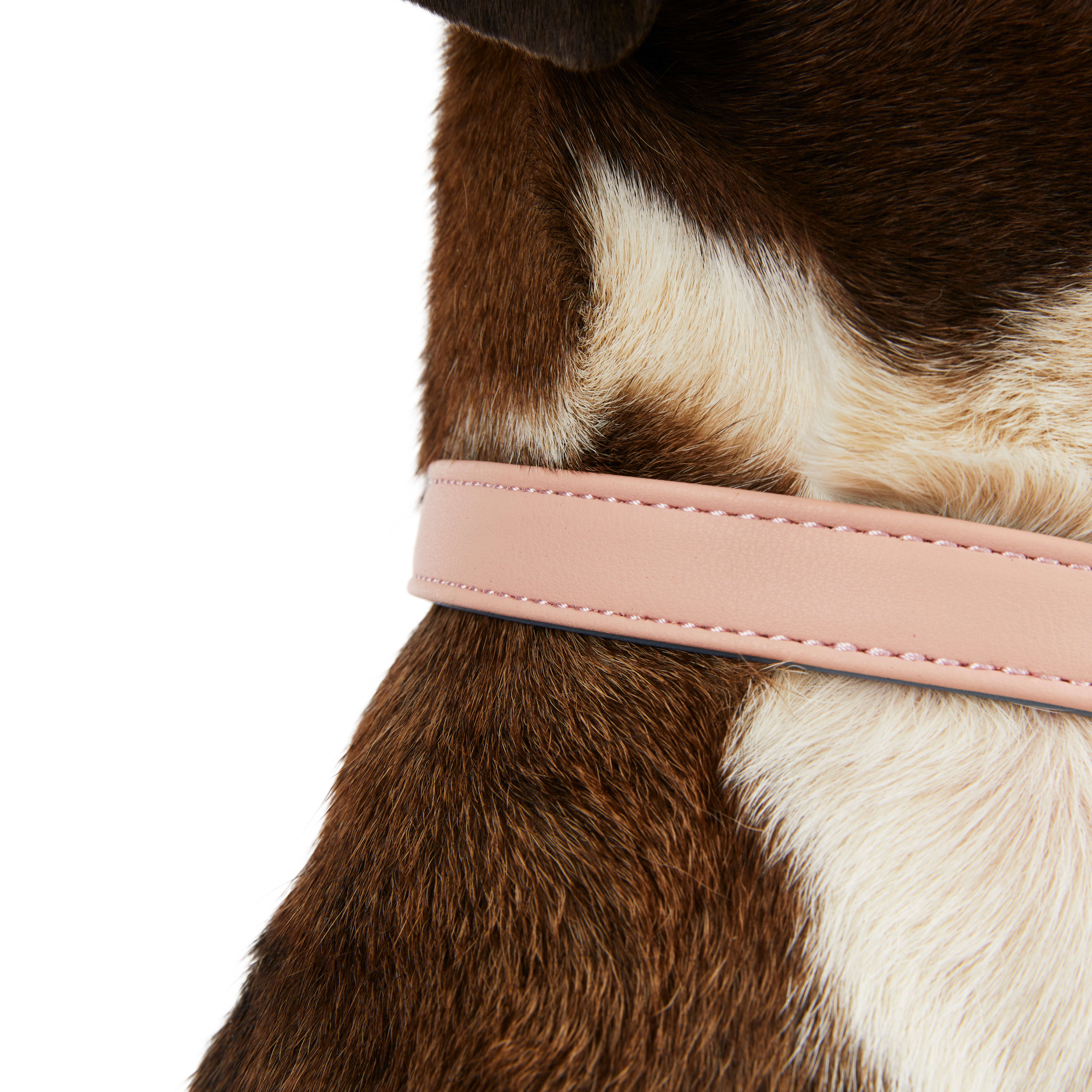 YOULY The Heir Pink  Blue Dog Collar， Small