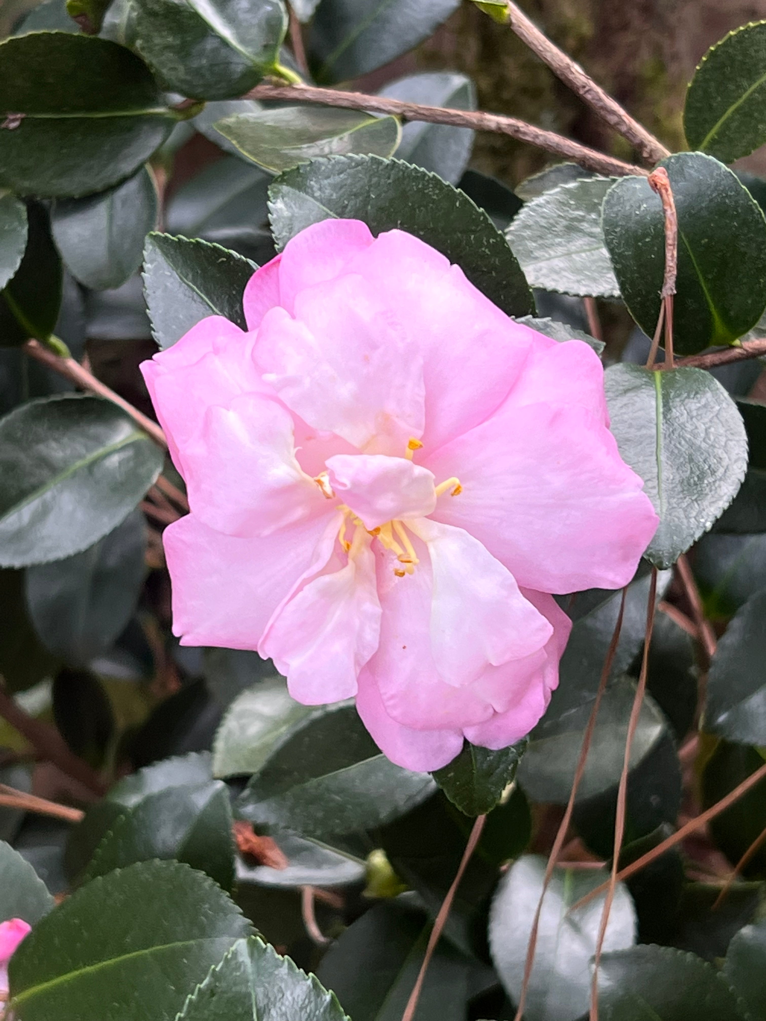 Camellia Pink Snow