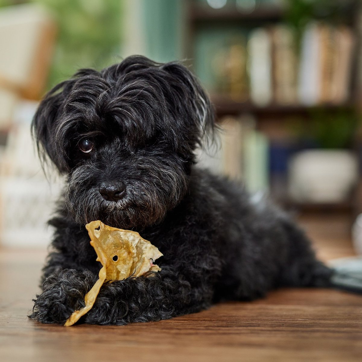 Bones and Chews Water Buffalo Ear Chews Dog Treats， 20 ct