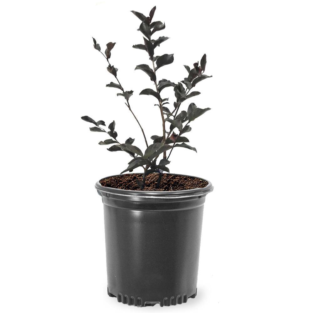 BLACK DIAMOND 1 Gal. Crimson Red Crape Myrtle Tree CRMBCR01G