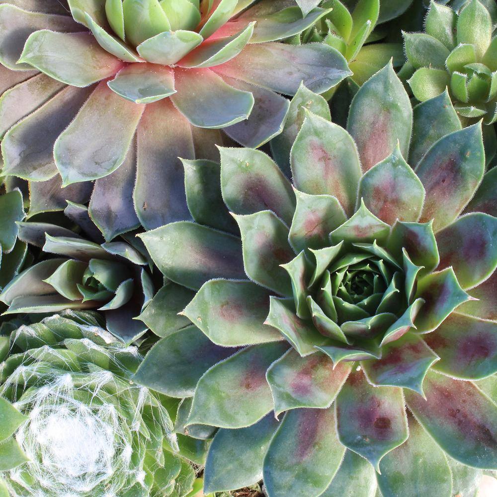 SMART PLANET 8 in. Sempervivum Bowl 0872455