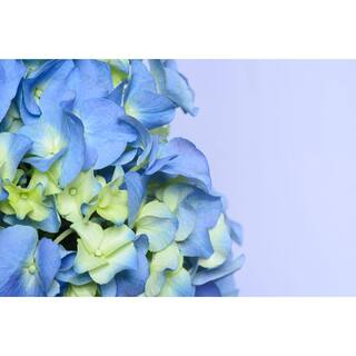 BELL NURSERY 3 Gal. Early Blue Hydrangea Live Flowering Shrub with Blue Flowers HYDGA3MEB1PK