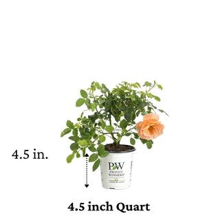PROVEN WINNERS 4.5 in. Qt. At Last Rose (Rosa) Live Shrub Orange Flowers ROSPRC2017800