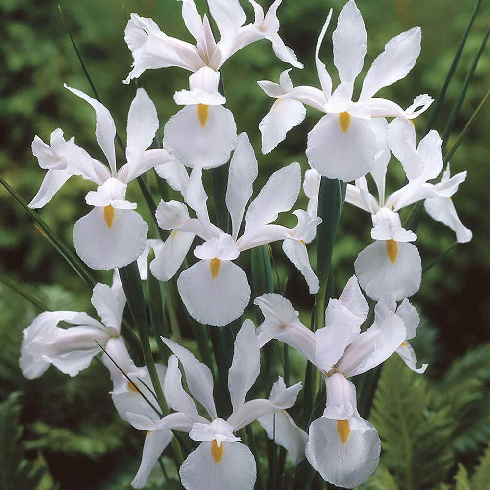 VAN ZYVERDEN Dutch Iris Casablanca (Set  of 25 Bulbs) 84531