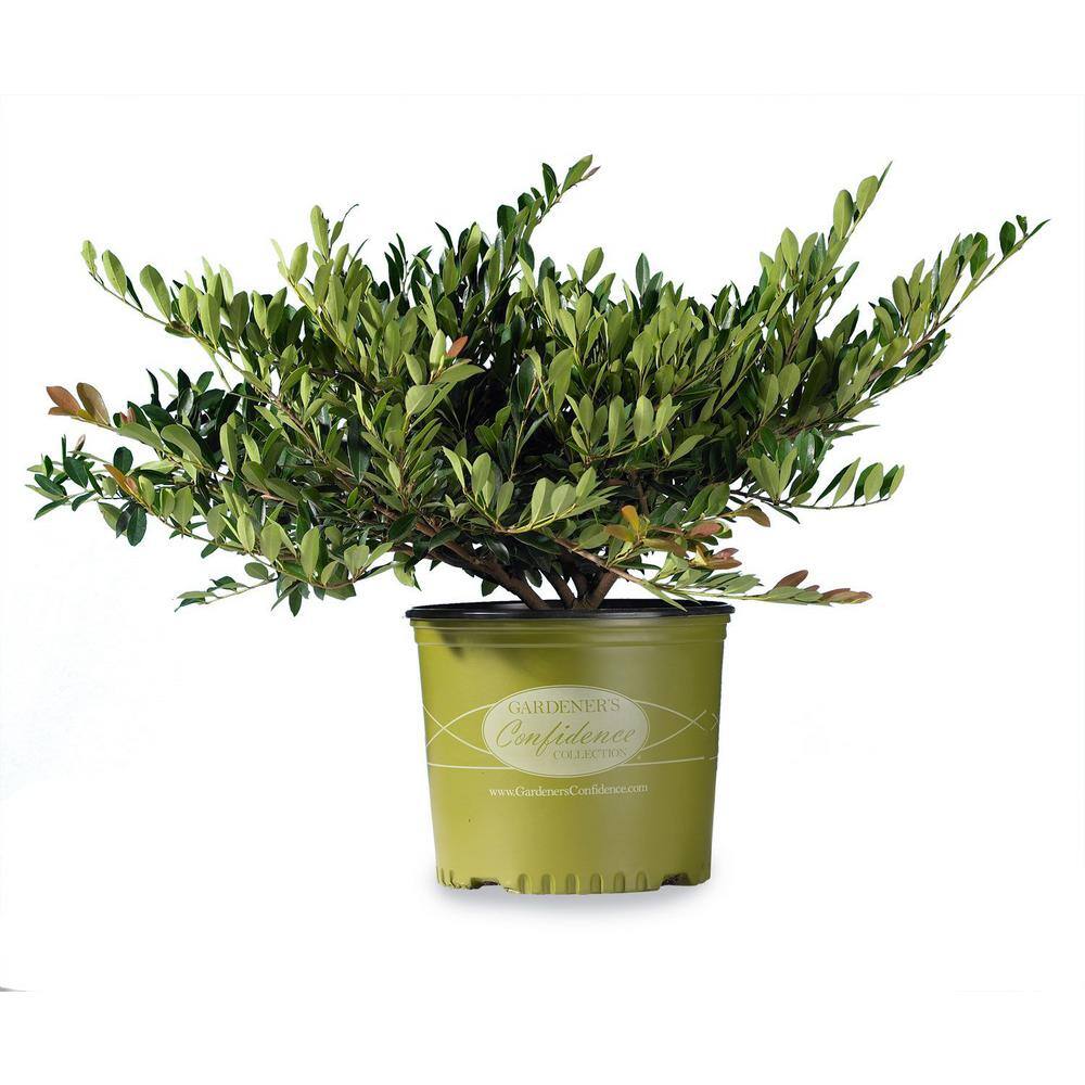 Vigoro 3 Gal. Blue Cascade Distylium Evergreen Shrub with Cascading Blue Green Foliage and Maroon New Growth 10869