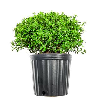 Perfect Plants 1 Gal. Soft Touch Holly Plant Low Maintenance Dwarf Hedge THD00546