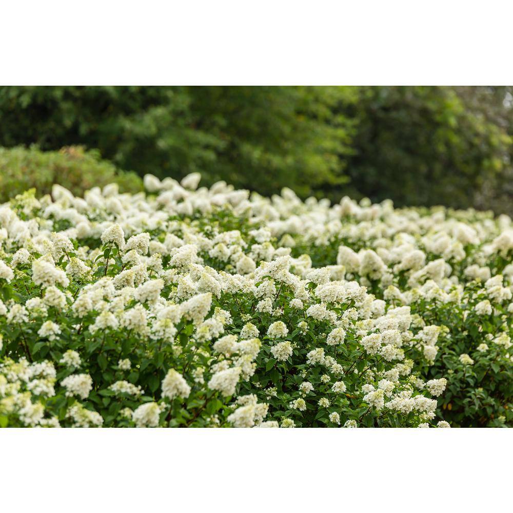 FIRST EDITIONS 3 Gal. Strawberry Sundae Panicle Hydrangea Flowering Shrub with White to Pink Flowers FEHYD3HSS1PK