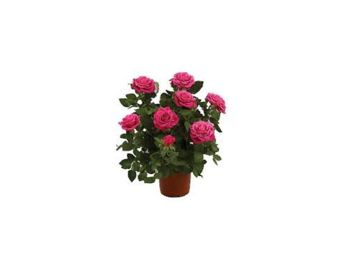 Capstone Plants Rose Premium Hybrids Assorted Colors 2G Pot