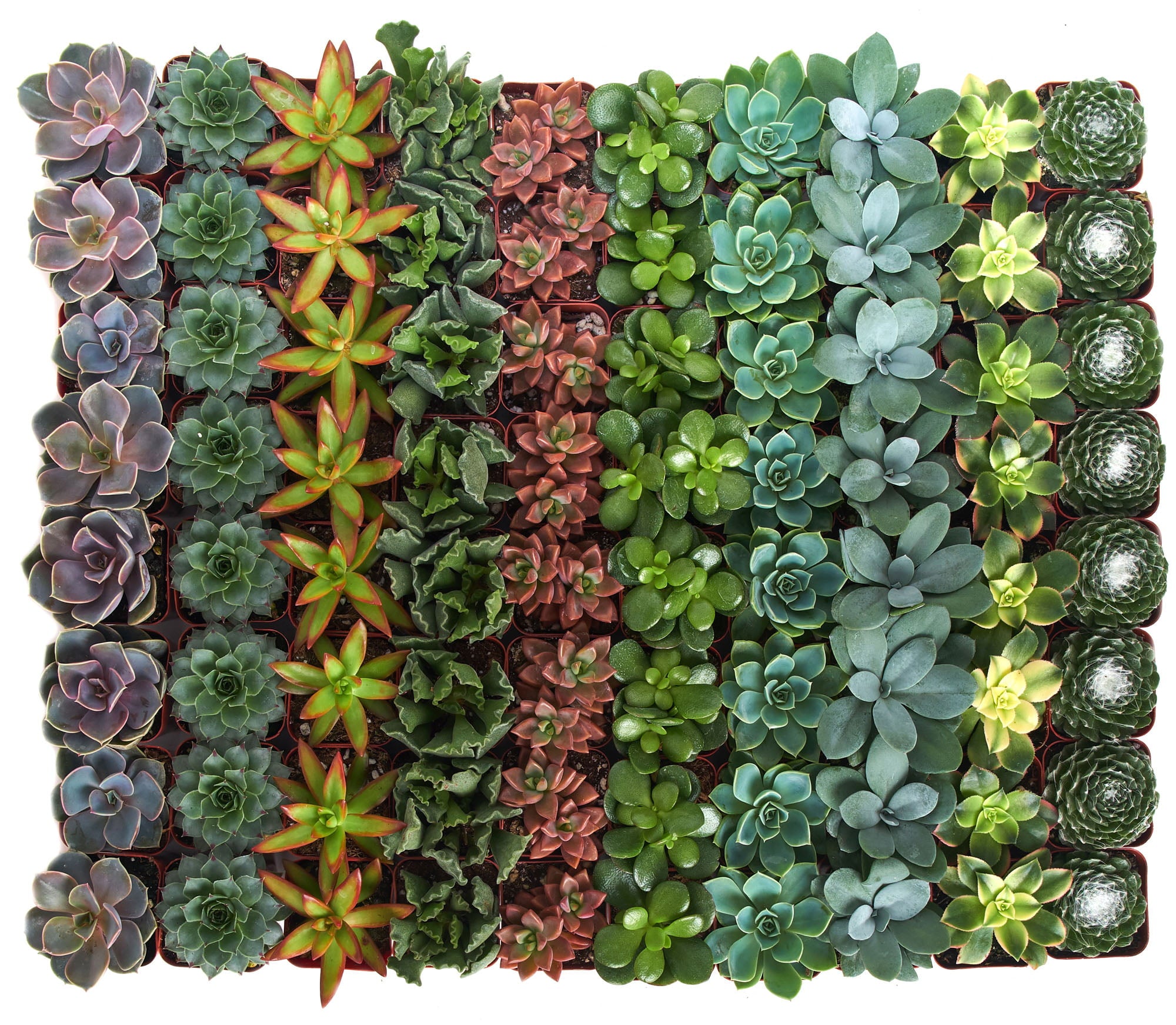 Home Botanicals Assorted Succulent (Collection of 100)