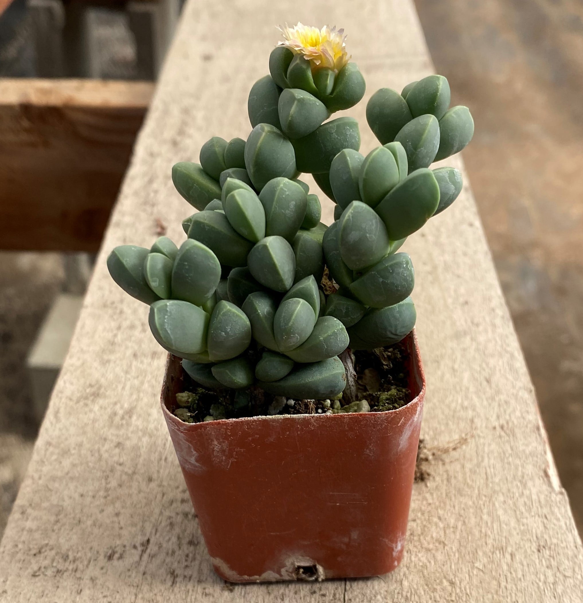 Live Succulent Plants Fully Rooted in 2