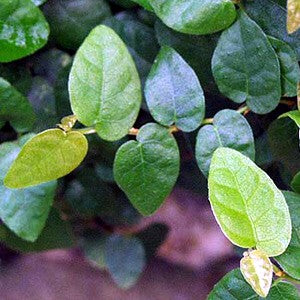 Green Creeping Fig 2 Plants - Ficus - 3" Pot - Houseplant/Terrarium/Fairy Garden