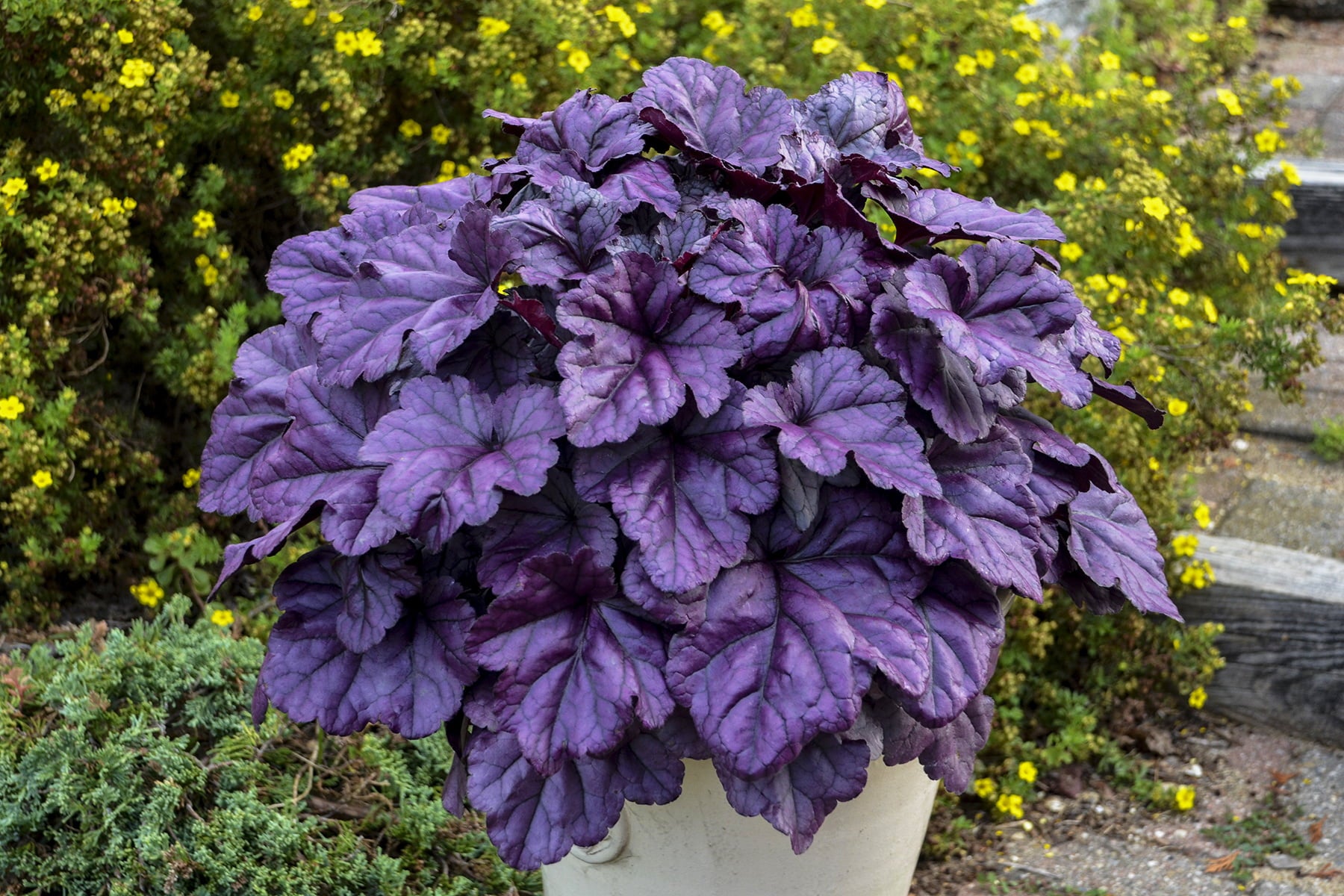 4.5 in.Qt. Dolce Wildberry Coral Bells (Heuchera) Live Plant， White Flowers and Purple Foliage