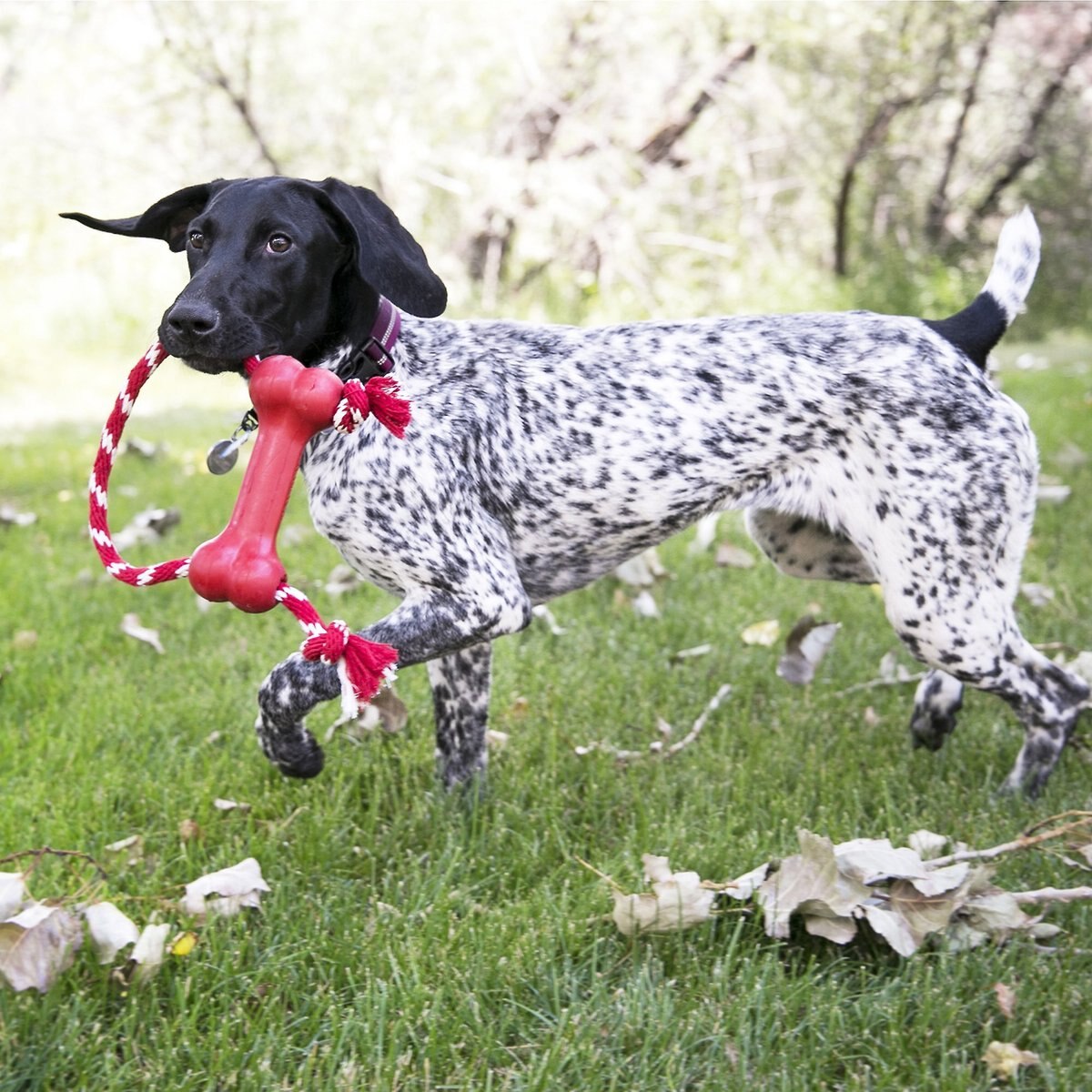 KONG Goodie Bone with Rope Dog Toy