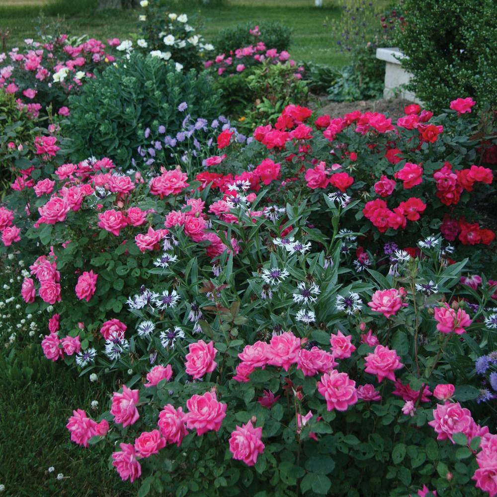 KNOCK OUT 1 Gal. Pink Double Knock Out Rose Bush with Pink Flowers 13155