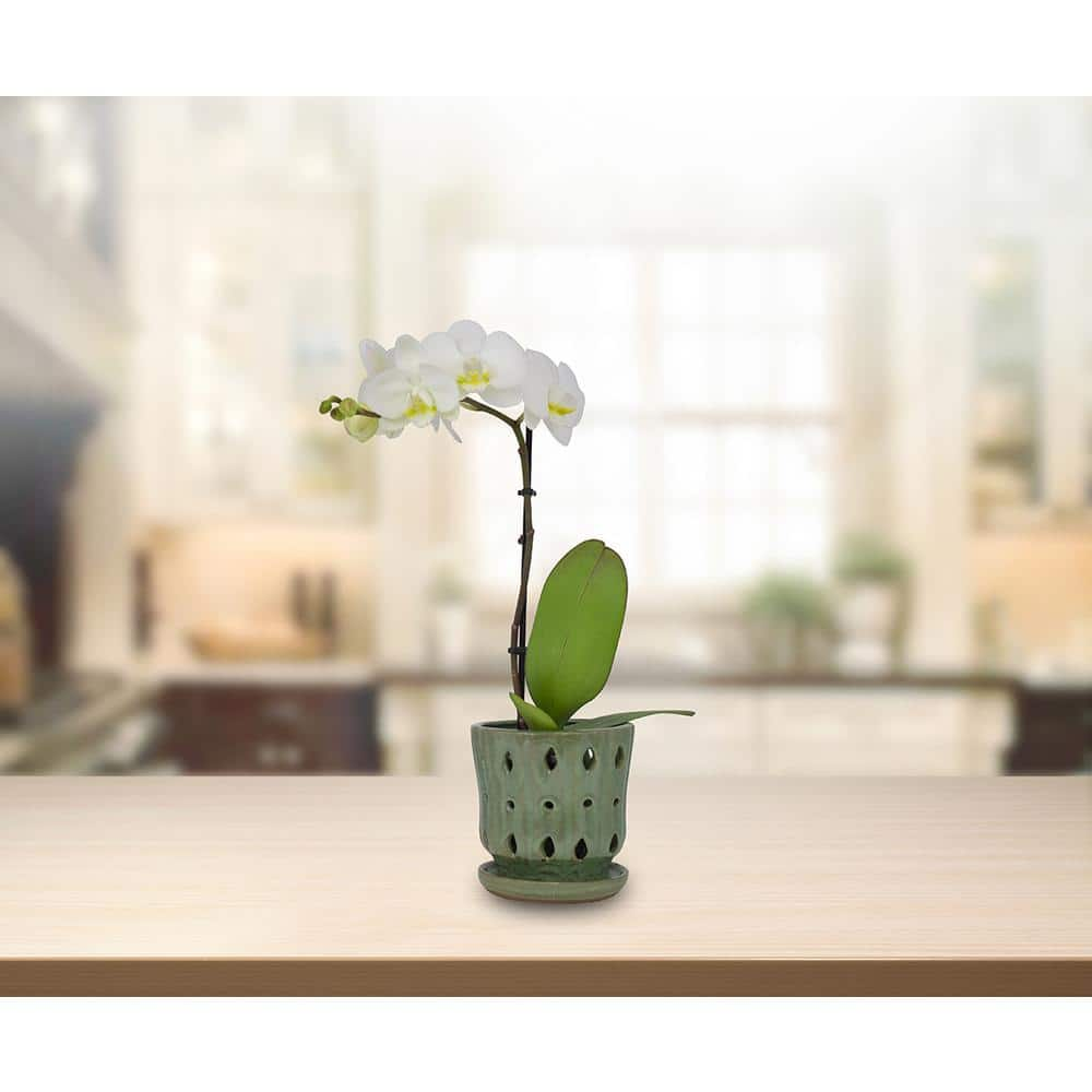 Trendspot 5 in. Reactive Green Ceramic Orchid Planter CR11190S-050C