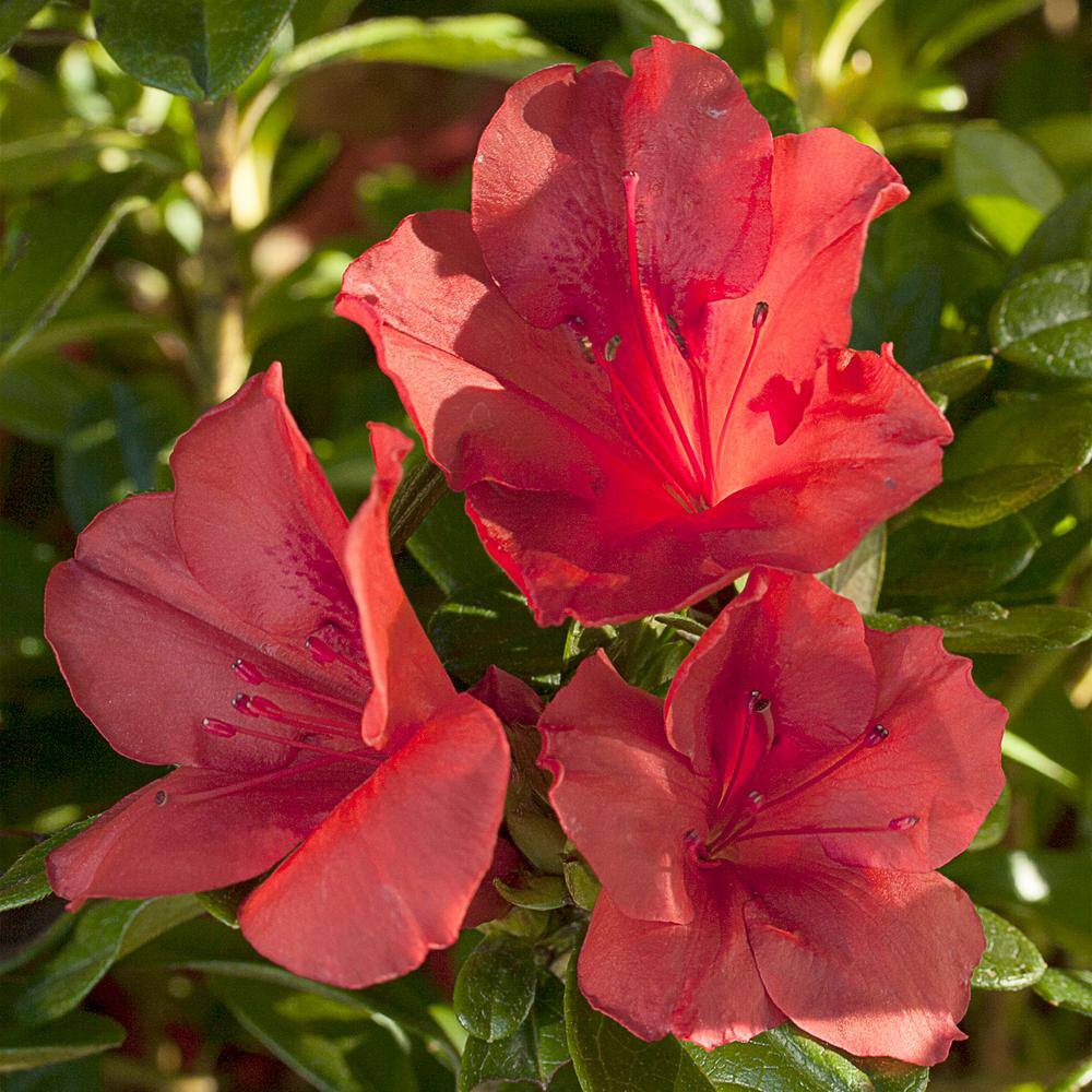 ENCORE AZALEA 2 Gal. Autumn Sunset Shrub with Bright Red Flowers 14803