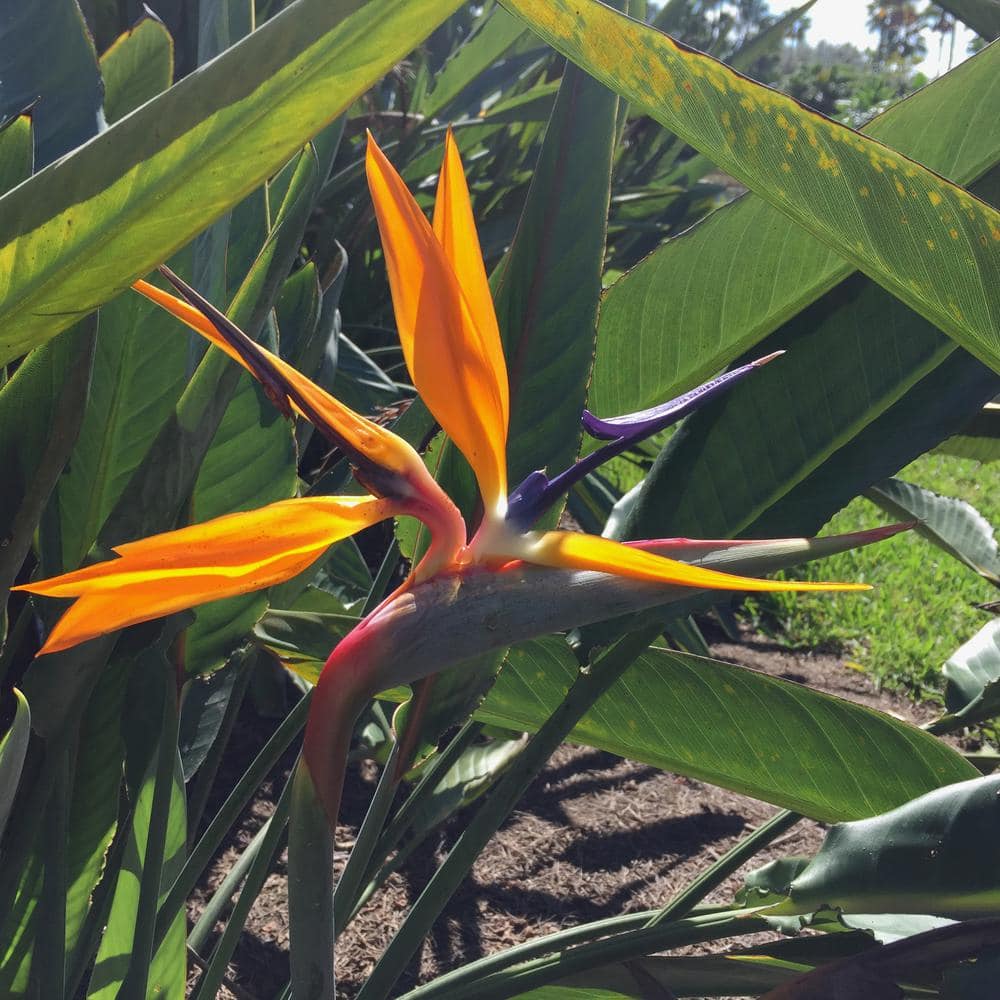 OnlinePlantCenter Bird of Paradise (Strelitzia) Plant With Orange Flowers in 10 in. Pot OBP010G3