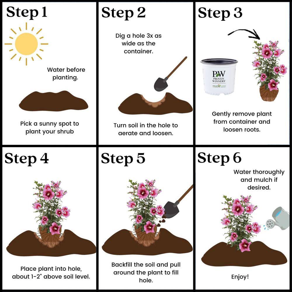 PROVEN WINNERS 2 Gal. Red Pillar Rose of Sharon (Hibiscus) Shrub with Dark Pink Flowers with Red Centers 17624