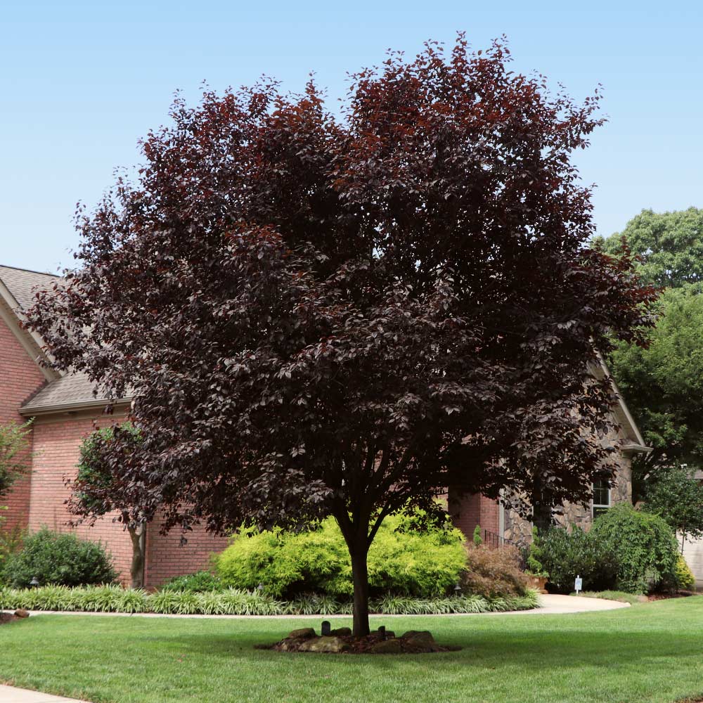 Newport Flowering Plum