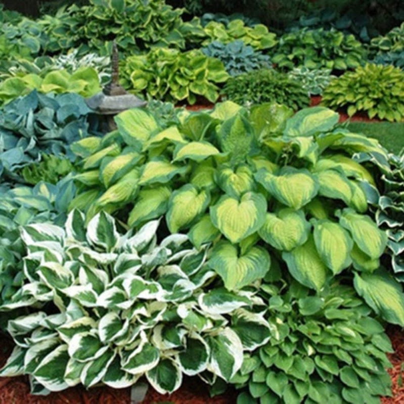 Mixed Heart-Shaped Hosta Bare Roots - Touch Of Eco - 3 Bare Roots， Up to 36