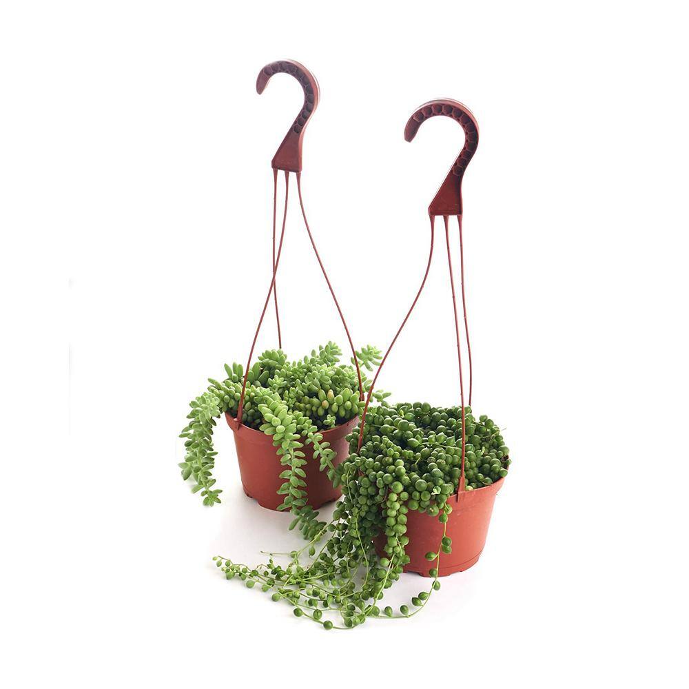 Shop Succulents String of Pearls and Burrito Sedum Variety Hanging Collection in 6 in. Grow Pots with Hangers 2-HANG-PK-6