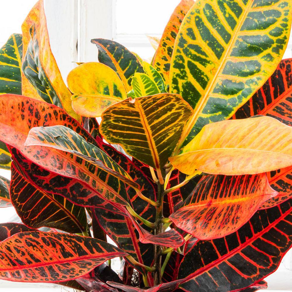 Spring Hill Nurseries 4 in. Pot Petra Croton Live Potted Tropical Plant (1-Pack) 76566