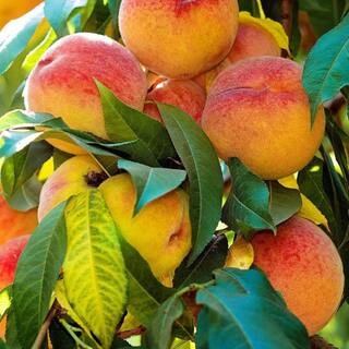 5 gal. August Prince Peach Tree PCHATP05G