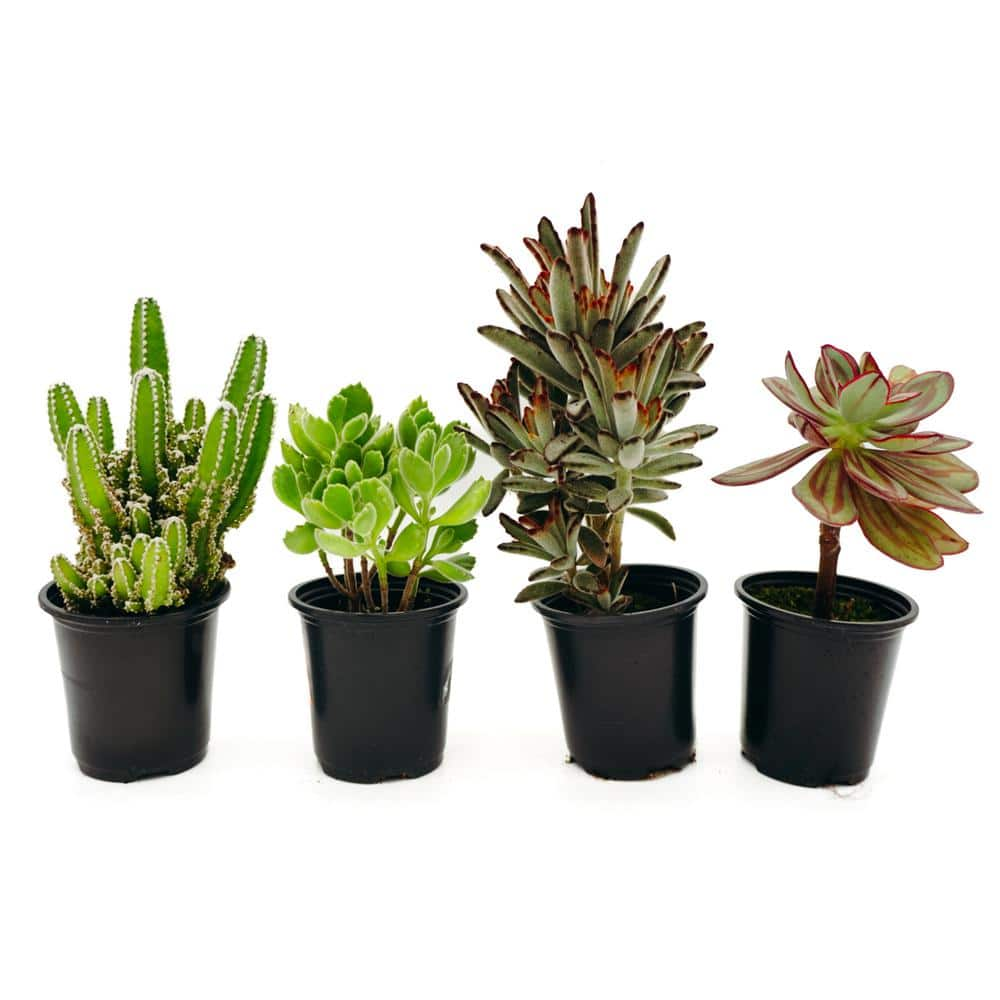 3.5 in. Assorted Succulent Plants Growers Choice (4-Pack) 30946