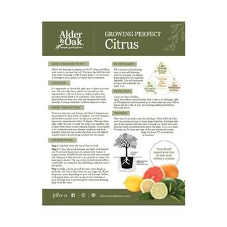 Alder  Oak #3 Container Clementine Mandarin Evergreen Semi Dwarf Tree CLMB03
