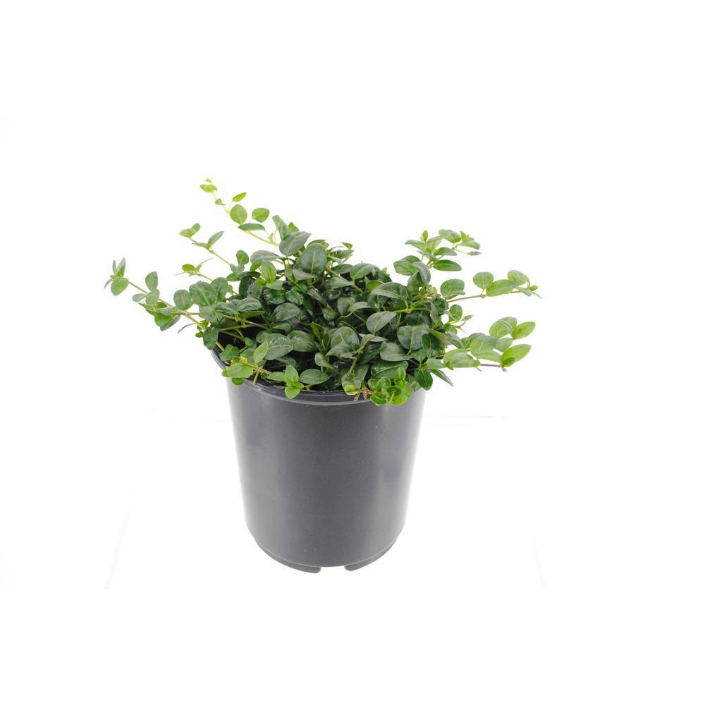 2.5 qt. Vinca Minor Bowles Mauve 1005887392